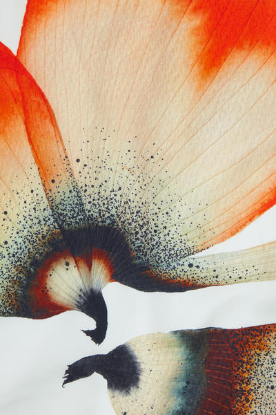 COS デジタルプリント フローラルシルクTシャツ